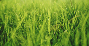Your Guide to Lawn Aeration