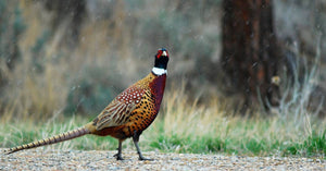 The Best Quail and Pheasant Hunting Dogs